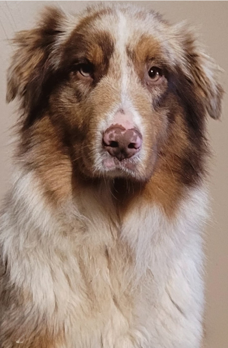 Vendetta Red Star Du Nirvana De L’Ecrin De Kali