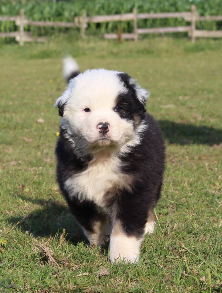Du Nirvana De L’Ecrin De Kali - Chiots disponibles - Berger Australien