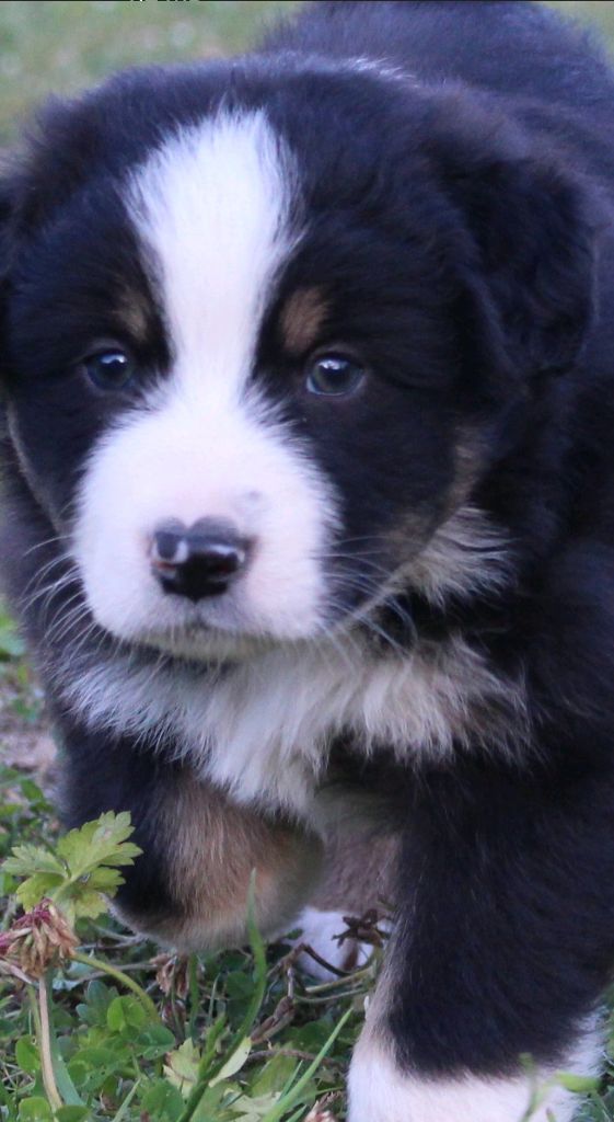 Du Nirvana De L’Ecrin De Kali - Chiots disponibles - Berger Australien