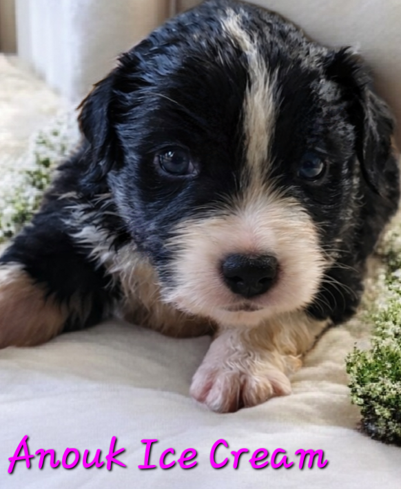 Du Nirvana De L’Ecrin De Kali - Chiots disponibles - Berger Australien