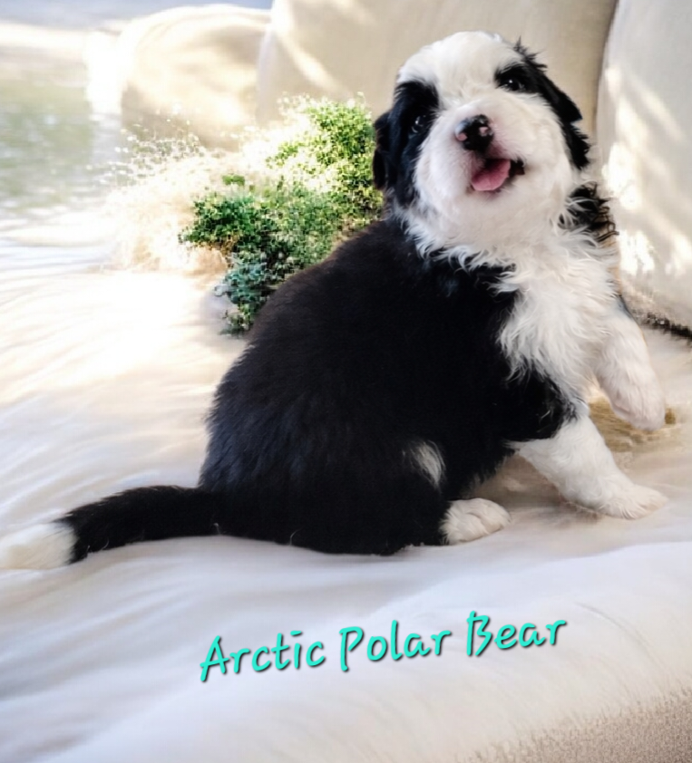 Du Nirvana De L’Ecrin De Kali - Chiots disponibles - Berger Australien