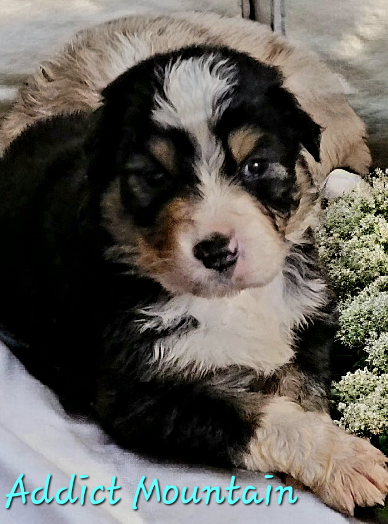 Du Nirvana De L’Ecrin De Kali - Chiots disponibles - Berger Australien