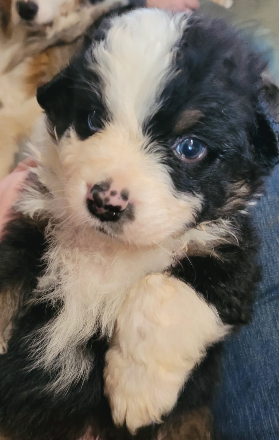 Du Nirvana De L’Ecrin De Kali - Chiots disponibles - Berger Australien