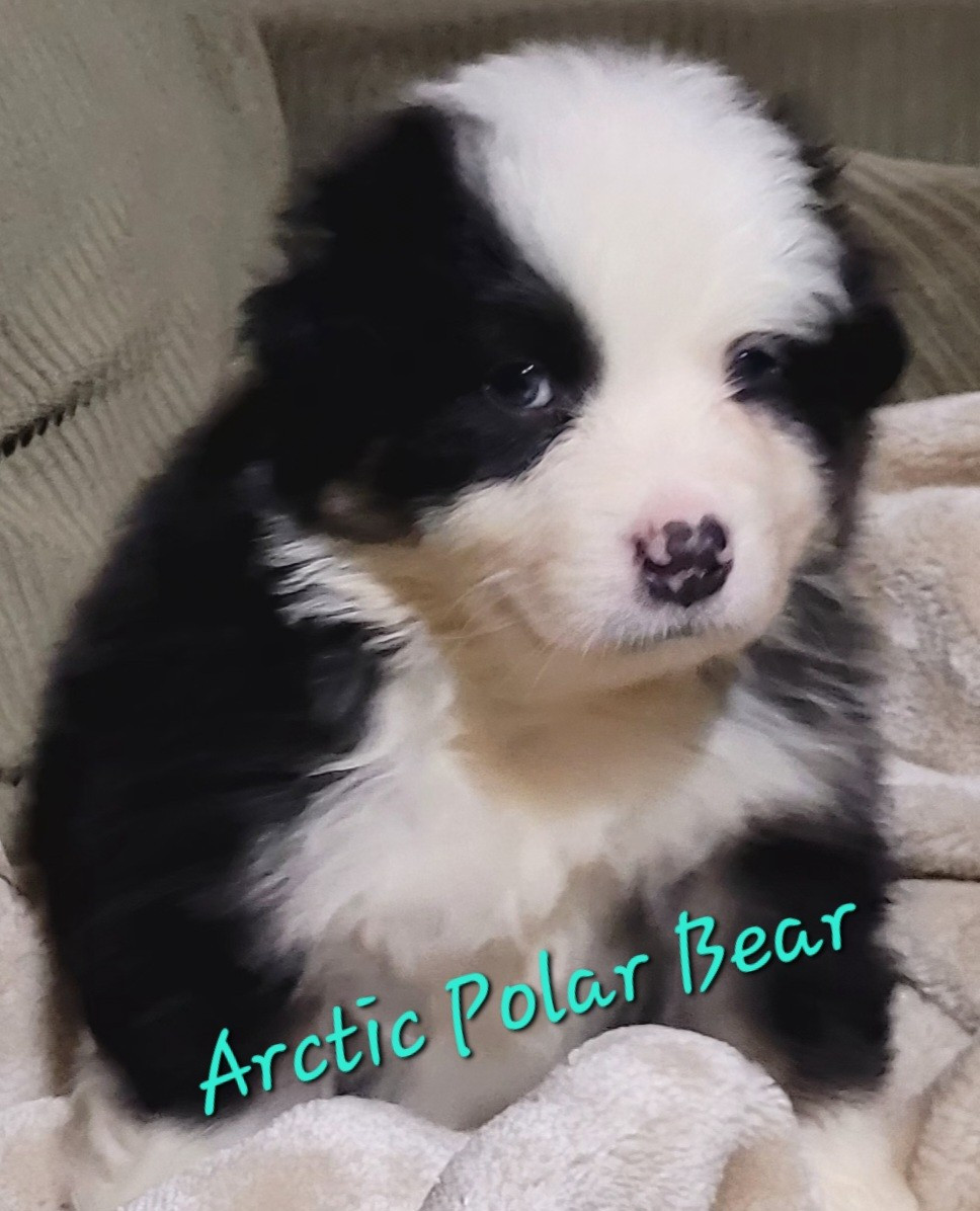 Du Nirvana De L’Ecrin De Kali - Chiots disponibles - Berger Australien