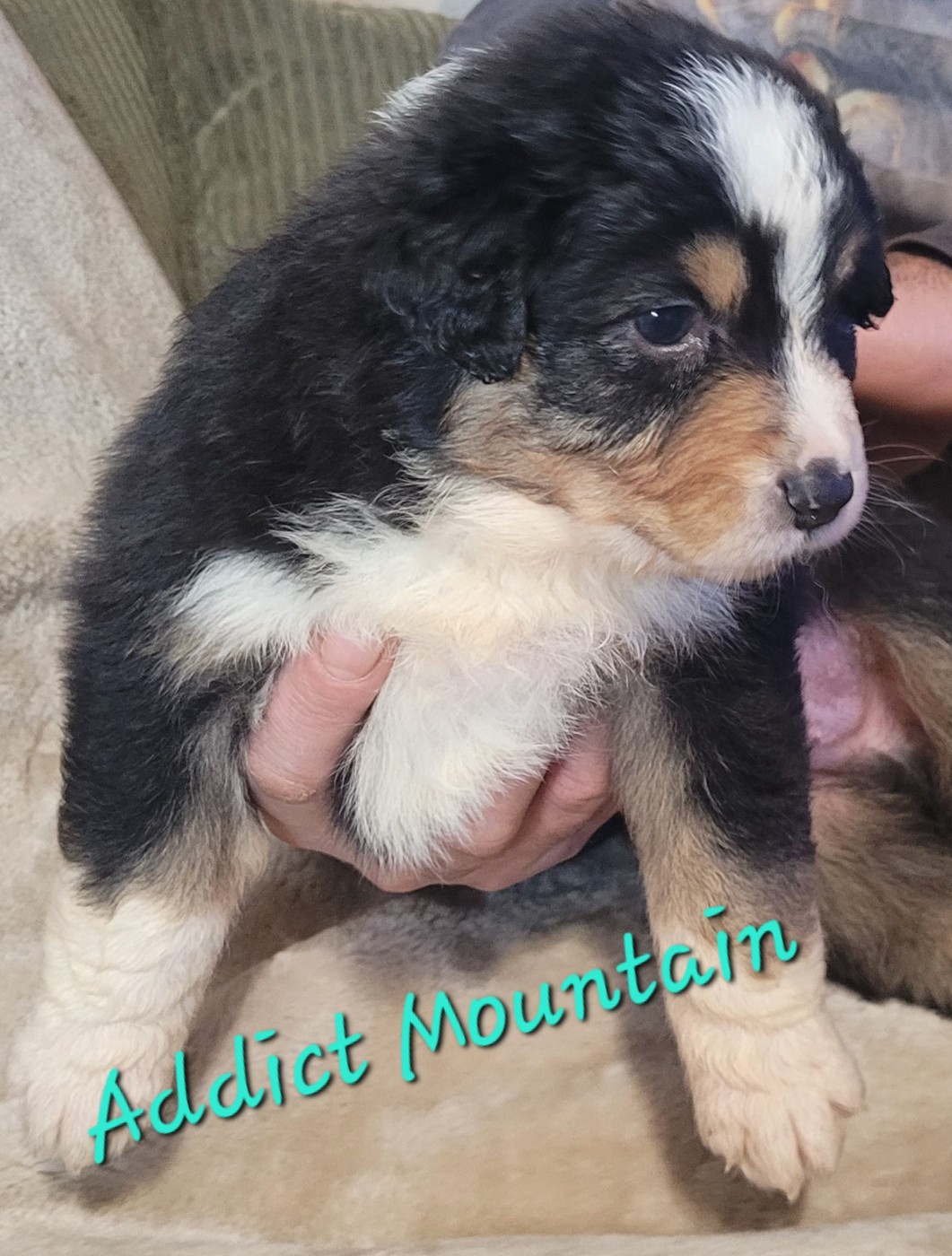 Du Nirvana De L’Ecrin De Kali - Chiots disponibles - Berger Australien