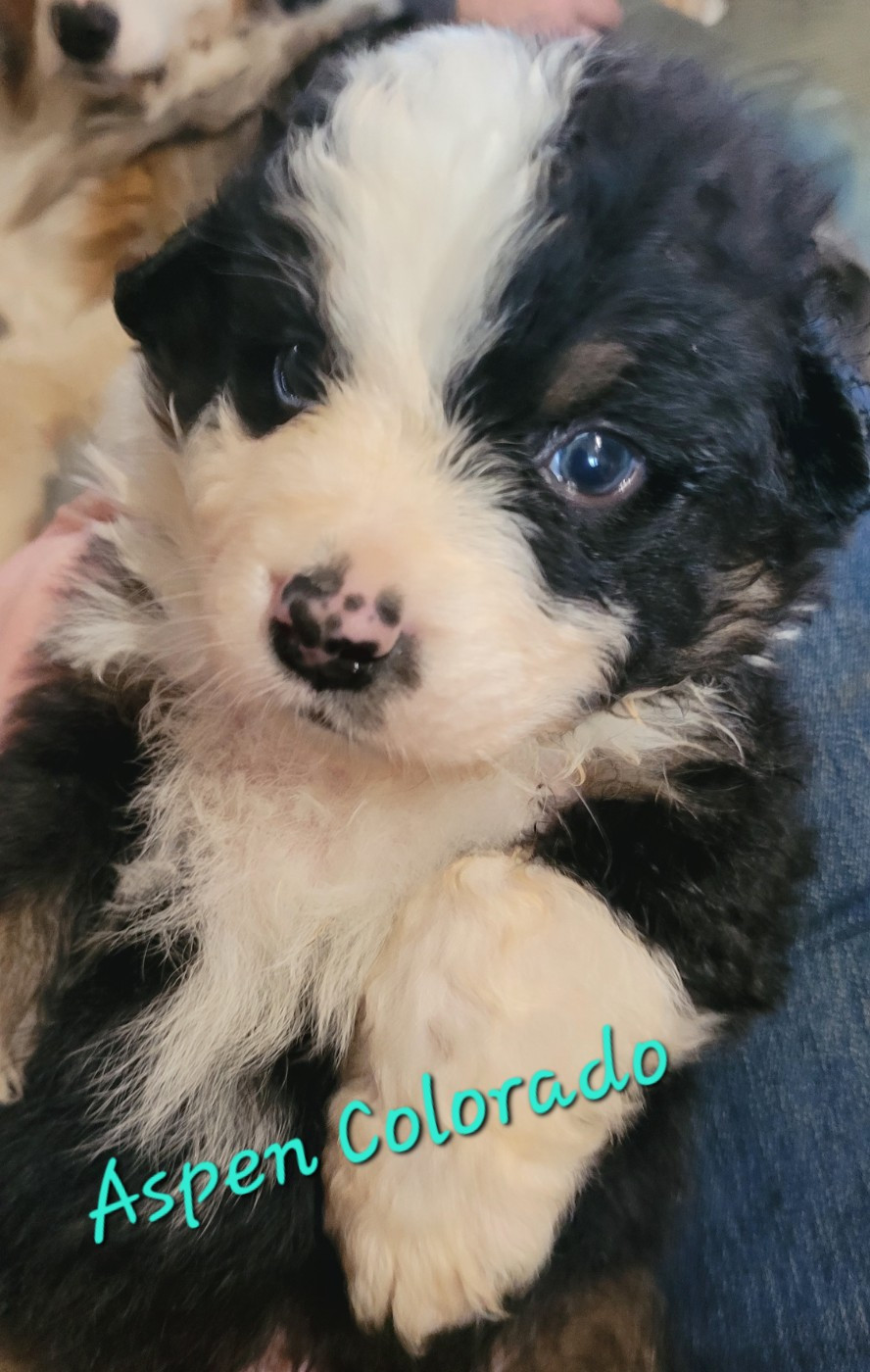 Du Nirvana De L’Ecrin De Kali - Chiots disponibles - Berger Australien