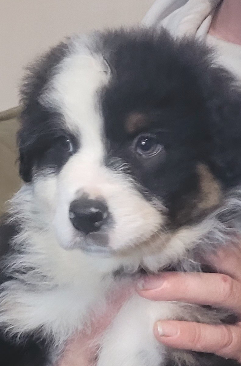 Du Nirvana De L’Ecrin De Kali - Chiots disponibles - Berger Australien