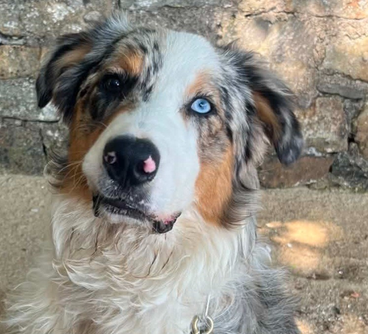 Du Nirvana De L’Ecrin De Kali - Chiots disponibles - Berger Australien