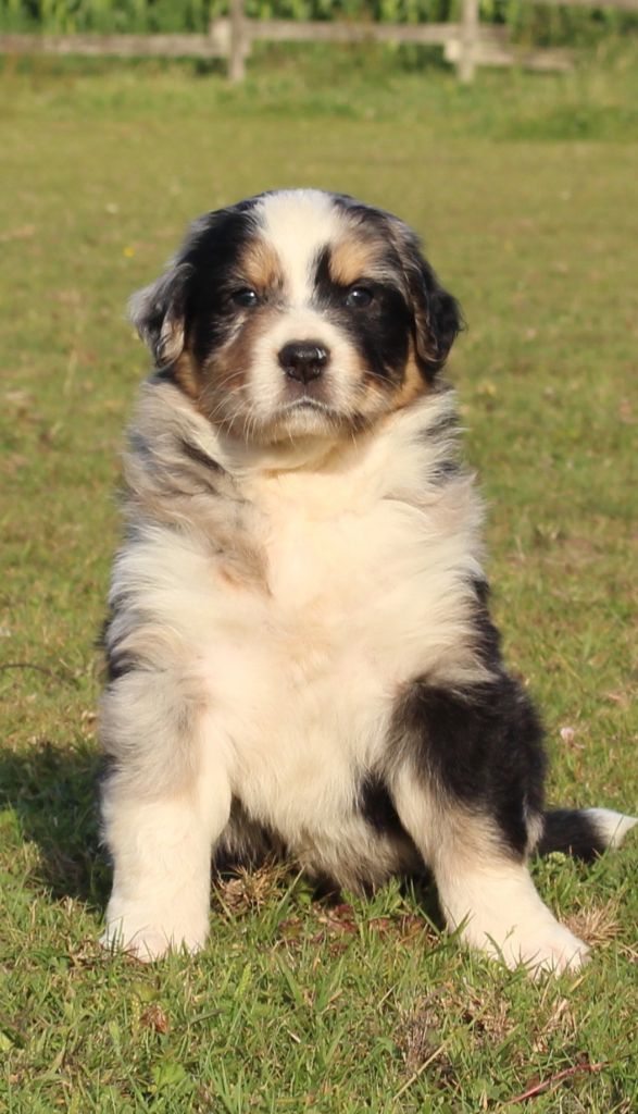 Du Nirvana De L’Ecrin De Kali - Chiots disponibles - Berger Australien