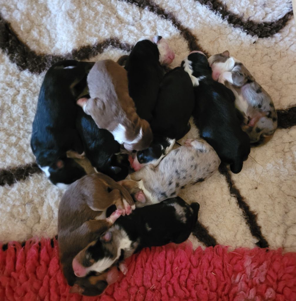 Chiot Berger Australien Du Nirvana De L’Ecrin De Kali