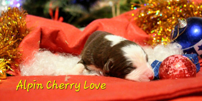 Alpin Cherry Love